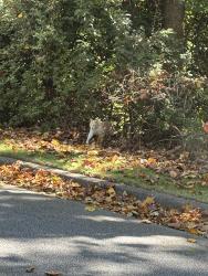 Found/Stray Unknown Cat last seen Near Ison Rd and Grogans Ferry Rd, Atlanta, GA 30350