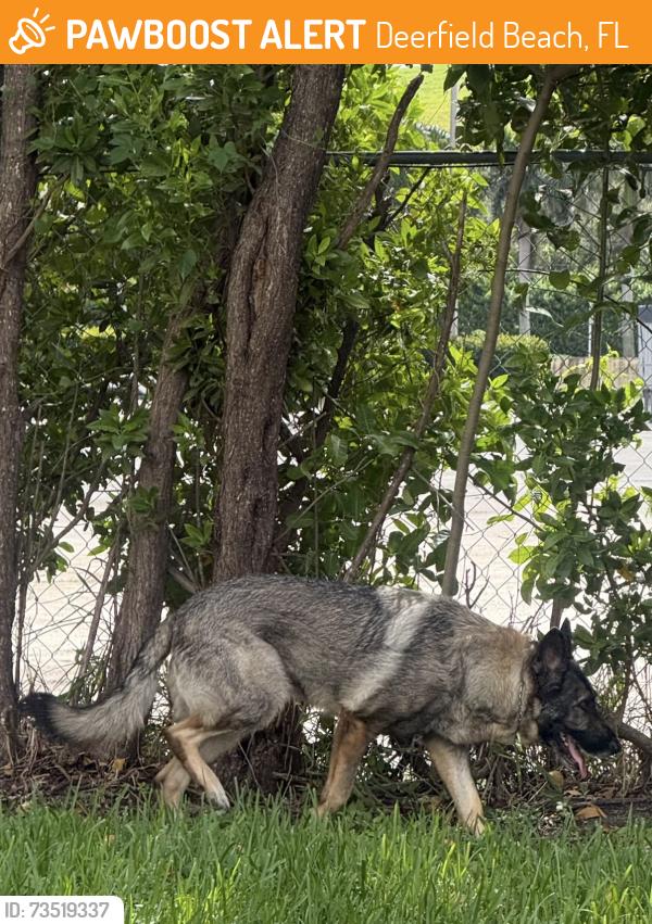 Found/Stray Unknown Dog last seen Powerline Rd and Wiles Rd, Deerfield Beach, FL 33442