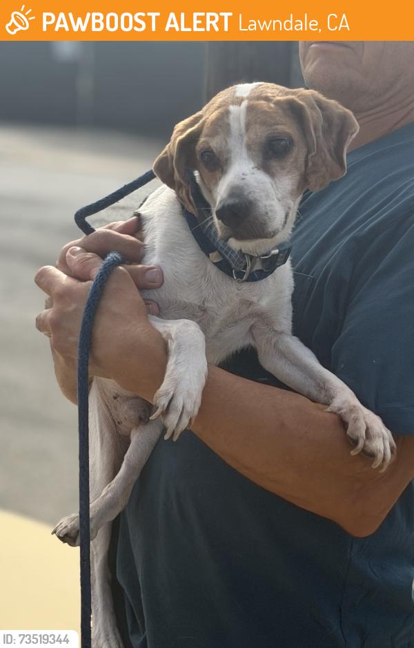 Found/Stray Male Dog last seen Near 173rd Street, Lawndale, CA 90260
