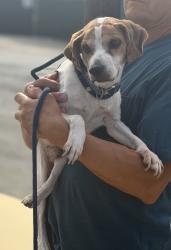 Found/Stray Male Dog last seen Near 173rd Street, Lawndale, CA 90260