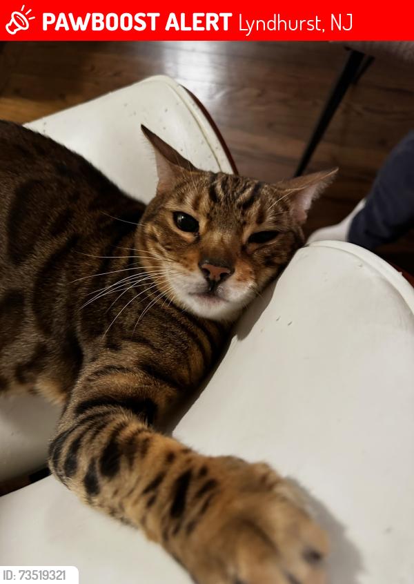 Lost Male Cat last seen Kingsland Ave and Octavia Place, Lyndhurst, NJ 07071