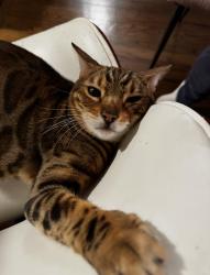 Lost Male Cat last seen Kingsland Ave and Octavia Place, Lyndhurst, NJ 07071