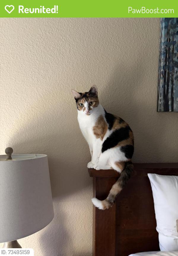 Reunited Female Cat last seen central way and crow canion, Danville, CA 94506