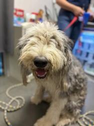 Shelter Stray Male Dog last seen Sumner Ave & S Englehart Ave, Reedley Zone Fresno CO 4 93654, CA, 1510 W Dan Ronquillo Dr, Fresno, CA 93706, USA