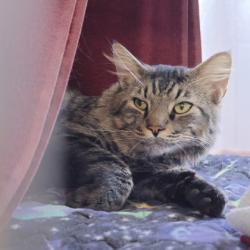 Shelter Stray Male Cat last seen Blount st, Madison 2, City of, WI, 5132 Voges Rd, Madison, WI 53718, USA