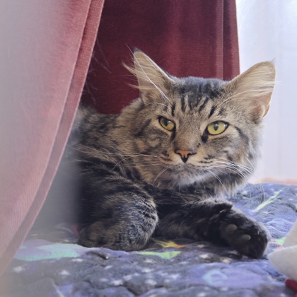 Shelter Stray Male Cat last seen Blount st, Madison 2, City of, WI, 5132 Voges Rd, Madison, WI 53718, USA