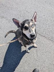 Shelter Stray Female Dog last seen Near Honeysuckle Ln SW, Atlanta, GA, 1251 Fulton Industrial Blvd NW, Atlanta, GA 30336, USA