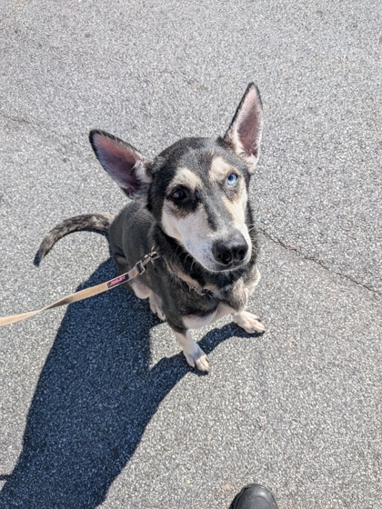 Shelter Stray Female Dog last seen Near Honeysuckle Ln SW, Atlanta, GA, 1251 Fulton Industrial Blvd NW, Atlanta, GA 30336, USA