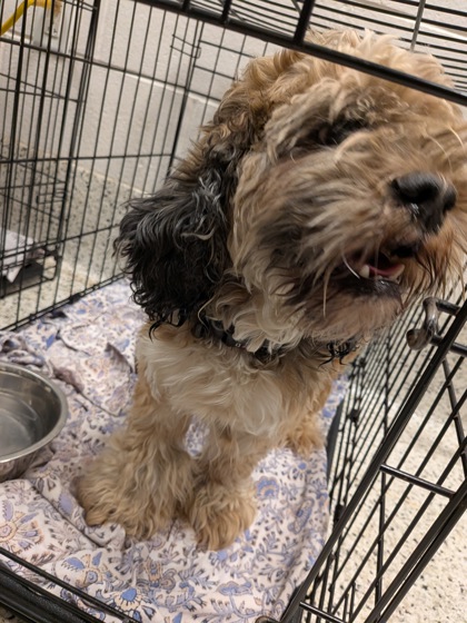 Shelter Stray Male Dog last seen Near PROCTOR RANCH DR NW, Atlanta, GA, 1251 Fulton Industrial Blvd NW, Atlanta, GA 30336, USA