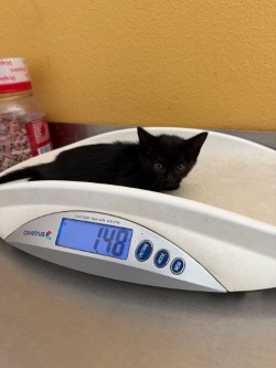 Shelter Stray Female Cat last seen Hilcrest ST, 75149, TX, 1650 Gross Rd, Mesquite, TX 75149, USA