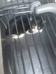 Shelter Stray Unknown Cat last seen Near Anderson ave, Atlanta, GA, 1251 Fulton Industrial Blvd NW, Atlanta, GA 30336, USA