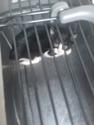 Shelter Stray Unknown Cat last seen Near Anderson ave, Atlanta, GA, 1251 Fulton Industrial Blvd NW, Atlanta, GA 30336, USA