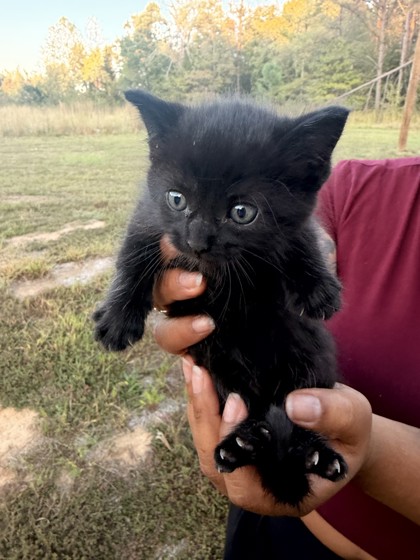 Shelter Stray Male Cat last seen outside home, Memphis, TN, 935 Farm Rd, Memphis, TN 38134, USA