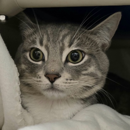 Shelter Stray Male Cat last seen Near Boylston Ave, Seattle, WA, 2061 15th Ave W, Seattle, WA 98119, USA