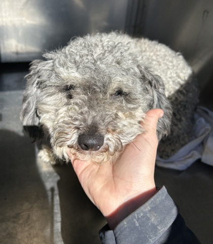 Shelter Stray Female Dog last seen Near SCHWARTZ AVE, North District,, 355 Hillshire Dr, Haslet, TX 76052, USA