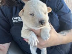 Shelter Stray Male Dog last seen Near OSCAR AVE, North District,, 355 Hillshire Dr, Haslet, TX 76052, USA