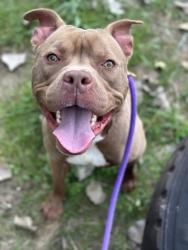 Shelter Stray Male Dog last seen Near Sunview, 4th District, OH, 9203 Detroit Ave, Cleveland, OH 44102, USA