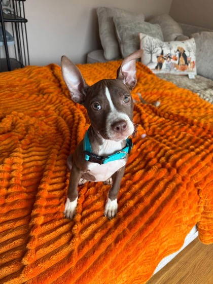 Shelter Stray Female Dog last seen Near Cloverside, 4th District, OH, 9203 Detroit Ave, Cleveland, OH 44102, USA