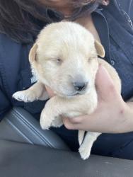 Shelter Stray Male Dog last seen Near OSCAR AVE, North District,, 355 Hillshire Dr, Haslet, TX 76052, USA