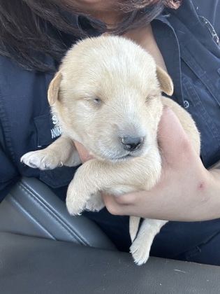 Shelter Stray Male Dog last seen Near OSCAR AVE, North District,, 355 Hillshire Dr, Haslet, TX 76052, USA