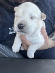Shelter Stray Male Dog last seen Near OSCAR AVE, North District,, 355 Hillshire Dr, Haslet, TX 76052, USA