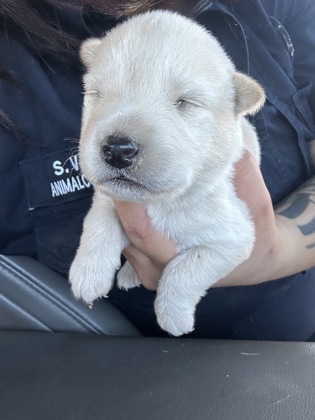 Shelter Stray Male Dog last seen Near OSCAR AVE, North District,, 355 Hillshire Dr, Haslet, TX 76052, USA