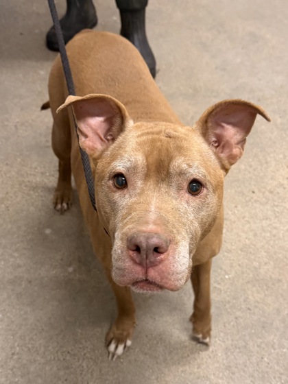 Shelter Stray Female Dog last seen Near Harvard, 4th District, OH, 9203 Detroit Ave, Cleveland, OH 44102, USA
