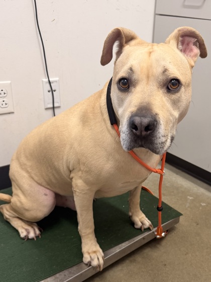 Shelter Stray Male Dog last seen Near W 37, 2nd District, OH, 9203 Detroit Ave, Cleveland, OH 44102, USA