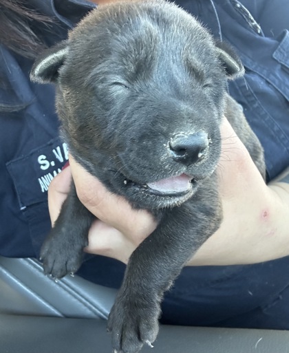 Shelter Stray Male Dog last seen Near OSCAR AVE, North District,, 355 Hillshire Dr, Haslet, TX 76052, USA