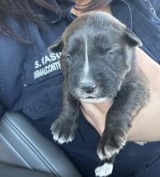 Shelter Stray Male Dog last seen Near OSCAR AVE, North District,, 355 Hillshire Dr, Haslet, TX 76052, USA