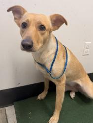 Shelter Stray Female Dog last seen Near W 37, 2nd District, OH, 9203 Detroit Ave, Cleveland, OH 44102, USA