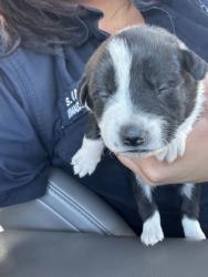 Shelter Stray Male Dog last seen Near OSCAR AVE, North District,, 355 Hillshire Dr, Haslet, TX 76052, USA