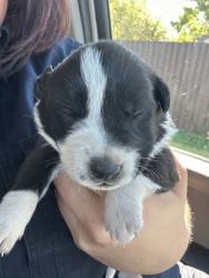 Shelter Stray Male Dog last seen Near OSCAR AVE, North District,, 355 Hillshire Dr, Haslet, TX 76052, USA