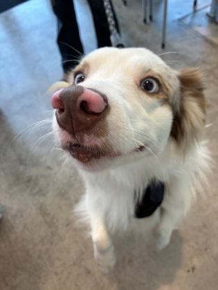 Shelter Stray Male Dog last seen , , TX, 355 Hillshire Dr, Haslet, TX 76052, USA