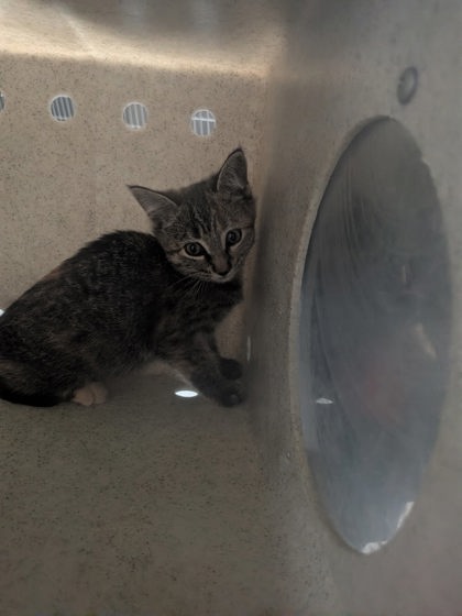 Shelter Stray Unknown Cat last seen Hacienda Court, Valencia,, 1209 NM-314, Los Lunas, NM 87031, USA
