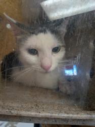Shelter Stray Female Cat last seen Near TR RD 4 (ISLETA ACO), Isleta,, 1209 NM-314, Los Lunas, NM 87031, USA