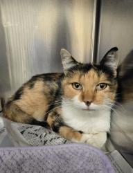 Shelter Stray Female Cat last seen Scott Dr, Cedar Hill, TX, 1150 E Pleasant Run Rd, Cedar Hill, TX 75104, USA