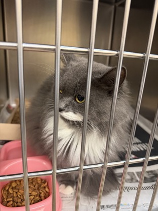 Shelter Stray Unknown Cat last seen meadow green, Duncanville, TX, 1150 E Pleasant Run Rd, Cedar Hill, TX 75104, USA