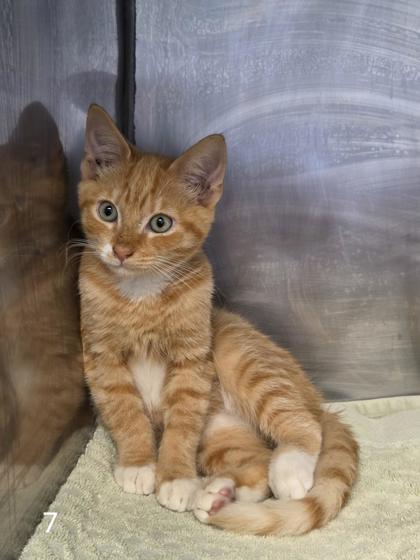 Shelter Stray Male Cat last seen Near business south, River Bend, NC, 1639 Old Airport Rd, New Bern, NC 28562, USA