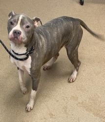Shelter Stray Male Dog last seen Near MAHONIA PLACE Lithonia, 30038, 30038, GA, 3280 Chamblee Dunwoody Rd, Chamblee, GA 30341, USA