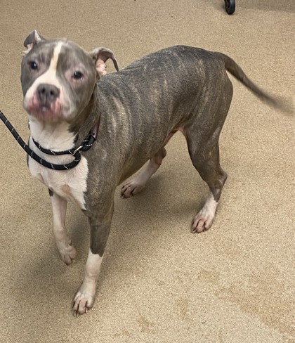 Shelter Stray Male Dog last seen Near MAHONIA PLACE Lithonia, 30038, 30038, GA, 3280 Chamblee Dunwoody Rd, Chamblee, GA 30341, USA
