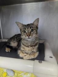 Shelter Stray Female Cat last seen bayleaf road, Pamlico County, NC, 1639 Old Airport Rd, New Bern, NC 28562, USA