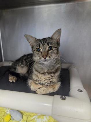 Shelter Stray Female Cat last seen bayleaf road, Pamlico County, NC, 1639 Old Airport Rd, New Bern, NC 28562, USA