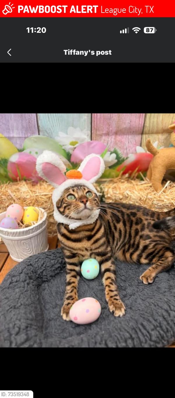 Lost Male Cat last seen Near and S Egret Bay Blvd, League City, TX 77573