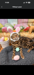 Lost Male Cat last seen Near and S Egret Bay Blvd, League City, TX 77573