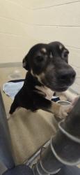 Shelter Stray Female Dog last seen 84th court, Vero Beach, FL, 6230 77th St, Vero Beach, FL 32967, USA