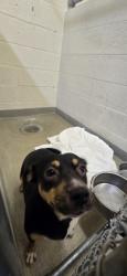 Shelter Stray Female Dog last seen 84th court, Vero Beach, FL, 6230 77th St, Vero Beach, FL 32967, USA