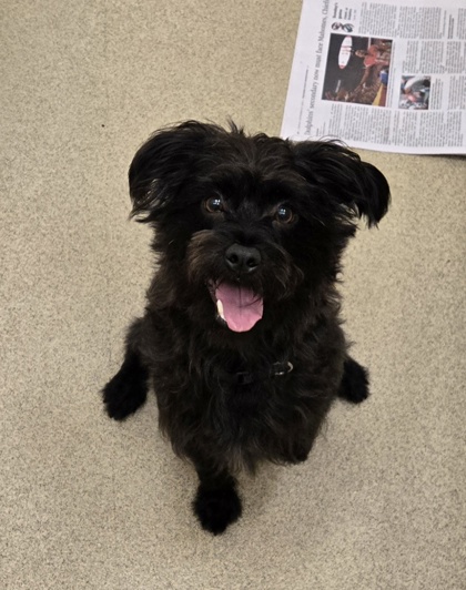 Shelter Stray Unknown Dog last seen Barber st, Sebastian, FL, 6230 77th St, Vero Beach, FL 32967, USA