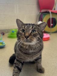 Shelter Stray Male Cat last seen Myrtle Street, Fellsmere, FL, 6230 77th St, Vero Beach, FL 32967, USA