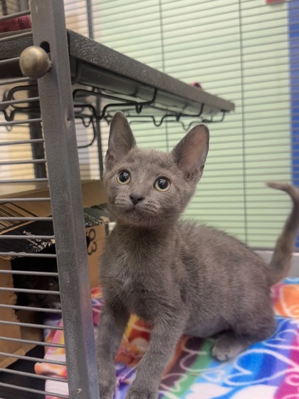 Shelter Stray Female Cat last seen Near 15th PL SW, Vero Beach, FL, 6230 77th St, Vero Beach, FL 32967, USA